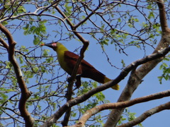 Psarocolius bifasciatus