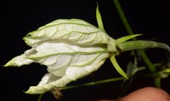 Polyclathra cucumerina