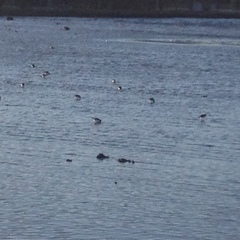 Haematopus ostralegus