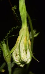 Polyclathra cucumerina