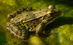 Pelophylax