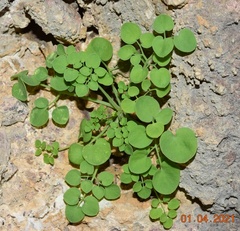 Sarcocapnos enneaphylla