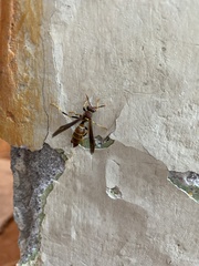 Polistes instabilis