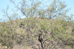 Prosopis laevigata