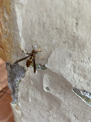 Polistes instabilis