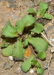 Campanula erinus