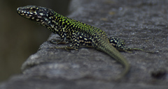 Podarcis muralis