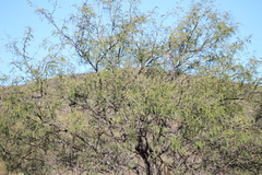 Prosopis laevigata