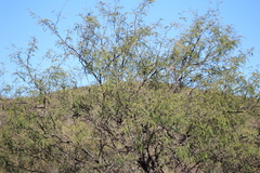 Prosopis laevigata
