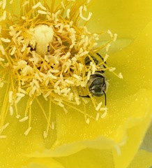 Lithurgopsis gibbosa