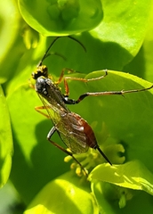 Ischnus inquisitorius