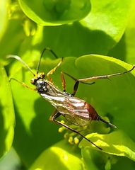Ischnus inquisitorius