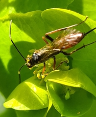 Ischnus inquisitorius