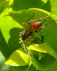 Ischnus inquisitorius