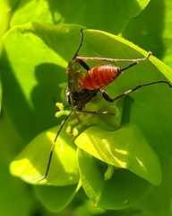 Ischnus inquisitorius