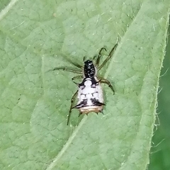 Micrathena bandeirante