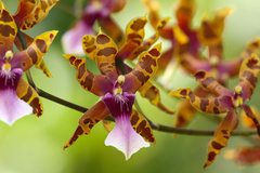 Miltonia clowesii