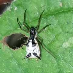 Micrathena bandeirante