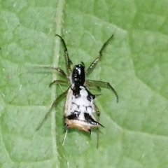 Micrathena bandeirante