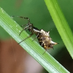 Micrathena bandeirante