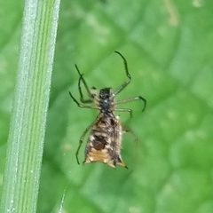 Micrathena bandeirante