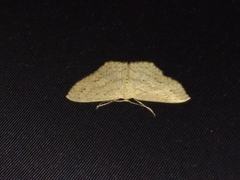 Lepidoptera