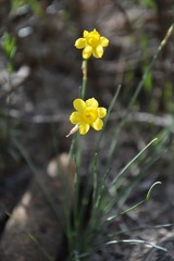 Narcissus assoanus