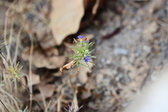 Haplanthodes verticillatus