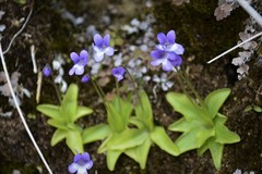 Pinguicula dertosensis