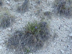 Scutellaria wrightii