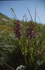 Dactylorhiza traunsteineri