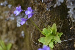 Pinguicula dertosensis