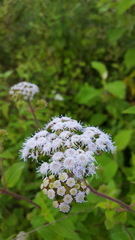 Ageratum albidum