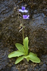 Pinguicula dertosensis