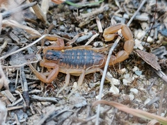 Buthus ibericus