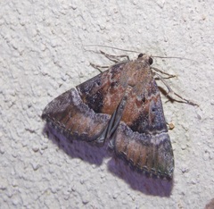 Hypena vetustalis