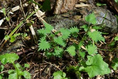Urtica sykesii