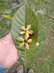 Genipa americana
