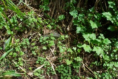 Urtica sykesii