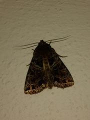 Lepidoptera