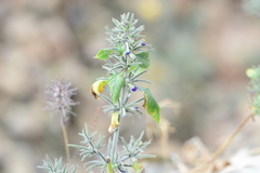 Haplanthodes verticillatus