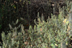 Haplanthodes verticillatus