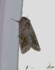 Lacinipolia erecta