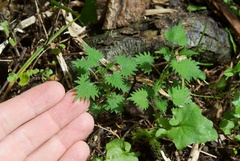 Urtica sykesii
