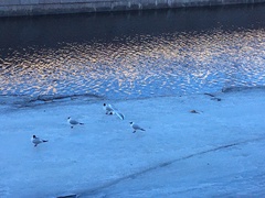 Chroicocephalus ridibundus