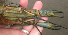 Cherax quadricarinatus