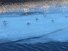 Chroicocephalus ridibundus