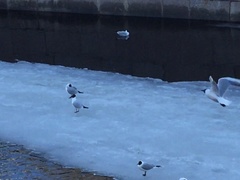 Chroicocephalus ridibundus