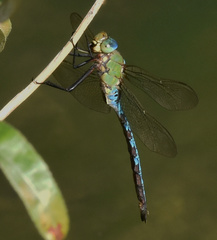 Anax imperator