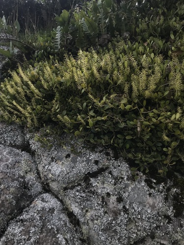 Stelis sclerophylla, photograph 5